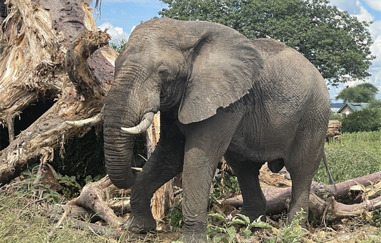 Ruaha Bull Elephant CREDIT Aaron Nicholas WCS Tanzania